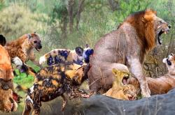 开云体育在线-太阳惨遭雄狮逆袭，布克无力回天